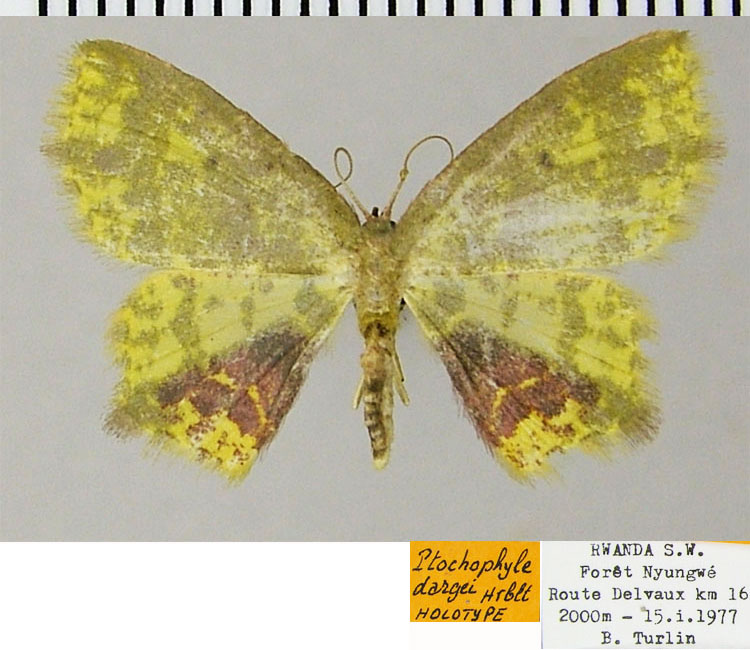 /filer/webapps/moths/media/images/D/dargei_Ptochophyle_HT_ZSM.jpg