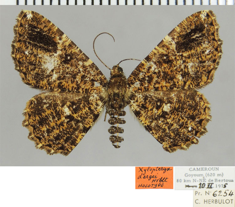 /filer/webapps/moths/media/images/D/dargei_Xylopteryx_HT_ZSMa.jpg