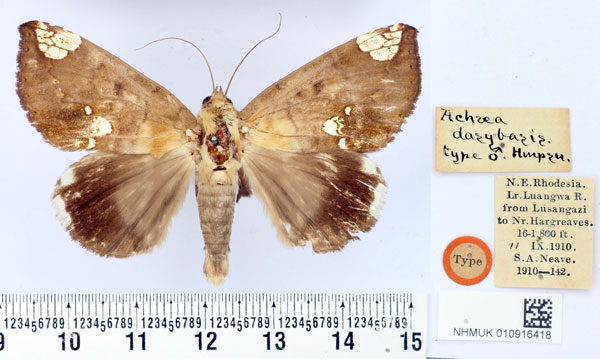 /filer/webapps/moths/media/images/D/dasybasis_Achaea_HT_BMNH.jpg