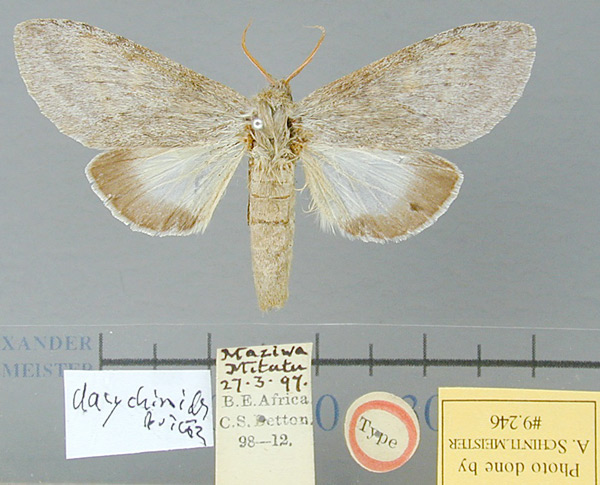 /filer/webapps/moths/media/images/D/dasychiroides_Simesia_HT_BMNH.jpg