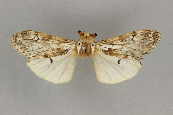 /filer/webapps/moths/media/images/D/debilis_Teracotona_HT_BMNH.jpg