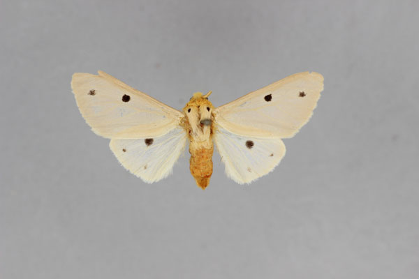 /filer/webapps/moths/media/images/D/decemmaculata_Paralacydes_HT_BMNH.jpg