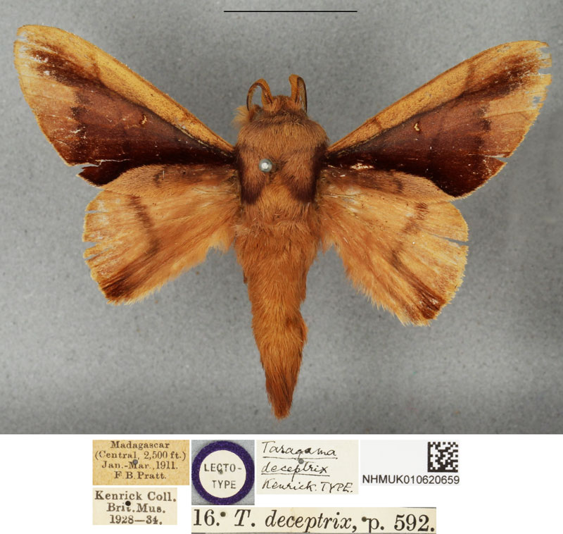 /filer/webapps/moths/media/images/D/deceptrix_Apatelopteryx_LT_BMNH.jpg