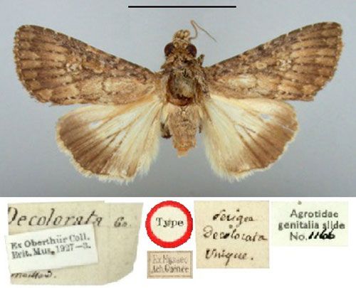 /filer/webapps/moths/media/images/D/decolorata_Perigea_HT_BMNH.jpg
