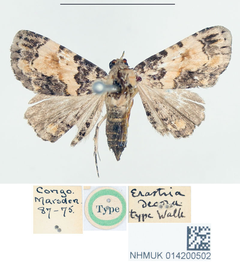 /filer/webapps/moths/media/images/D/decora_Erastria_HT_BMNH.jpg