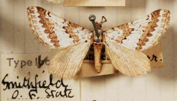 /filer/webapps/moths/media/images/D/decorata_Conchylia_HT_BMNH.jpg