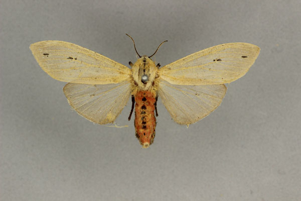 /filer/webapps/moths/media/images/D/defasciata_Creatonotos_A_BMNH.jpg