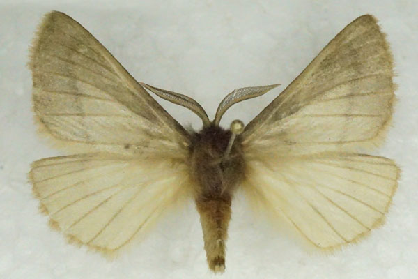 /filer/webapps/moths/media/images/D/degenera_Paraphyllalia_AM_Stroehle.jpg