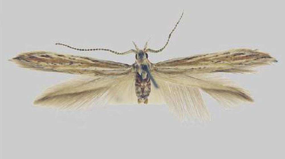 /filer/webapps/moths/media/images/D/deinosella_Coleophora_HT_TMSA.jpg