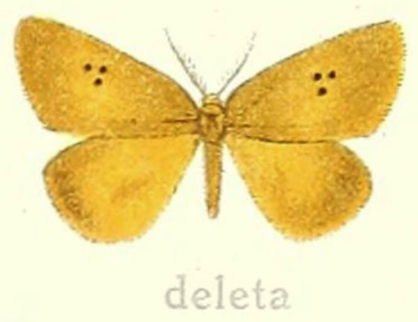 /filer/webapps/moths/media/images/D/deleta_Leptaroa_HT_Hering_22e.jpg