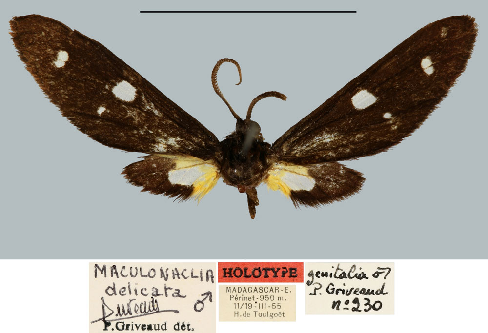 /filer/webapps/moths/media/images/D/delicata_Maculonaclia_HT_MNHN.jpg