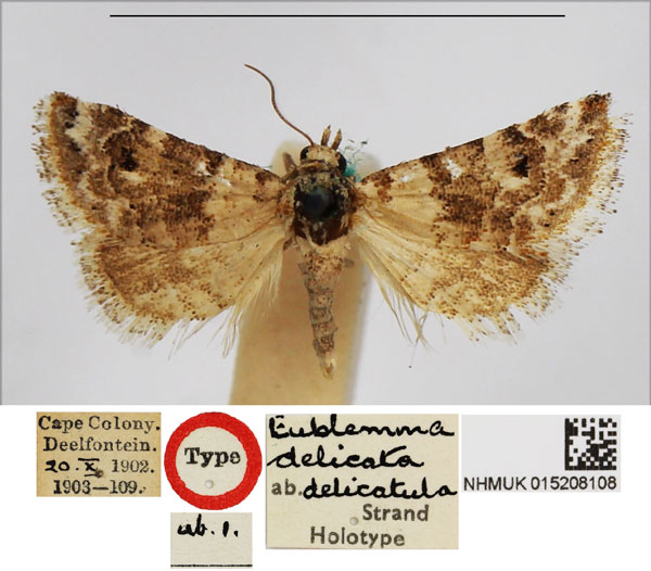 /filer/webapps/moths/media/images/D/delicatula_Eublemma_HT_NHMUK.jpg