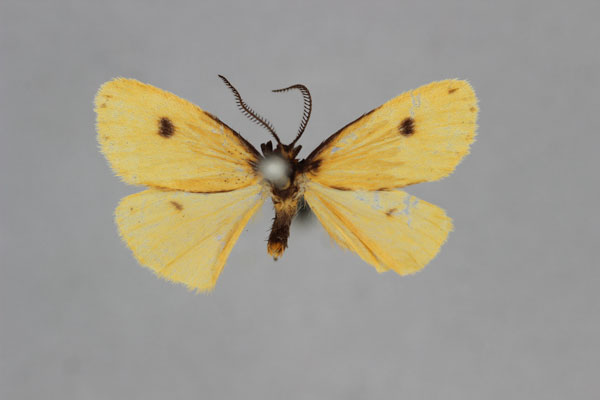 /filer/webapps/moths/media/images/D/delimbatula_Thumatha_HT_BMNH.jpg