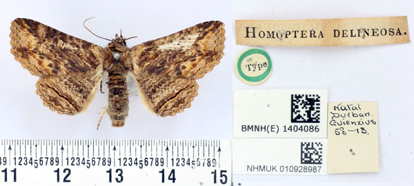 /filer/webapps/moths/media/images/D/delineosa_Homoptera_HT_BMNH.jpg