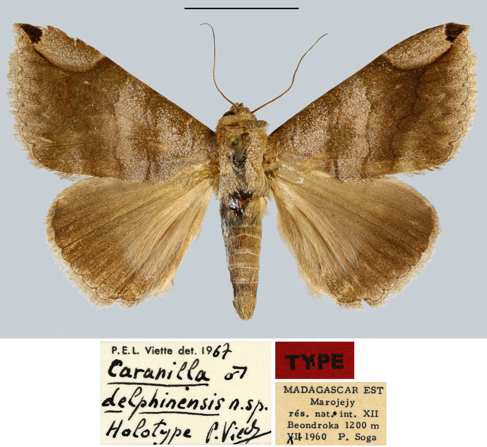 /filer/webapps/moths/media/images/D/delphinensis_Caranilla_HT_MNHN.jpg