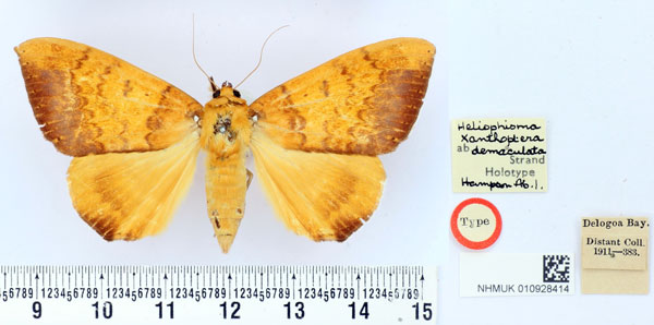 /filer/webapps/moths/media/images/D/demaculata_Heliophisma_HT_BMNH.jpg