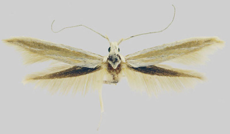 /filer/webapps/moths/media/images/D/demiranda_Coleophora_HT_MfN.jpg