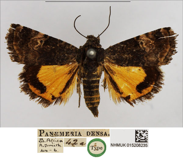 /filer/webapps/moths/media/images/D/densa_Panemeria_HT_NHMUK.jpg