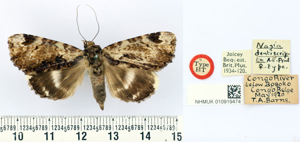 /filer/webapps/moths/media/images/D/dentiscripta_Nagia_HT_BMNH.jpg