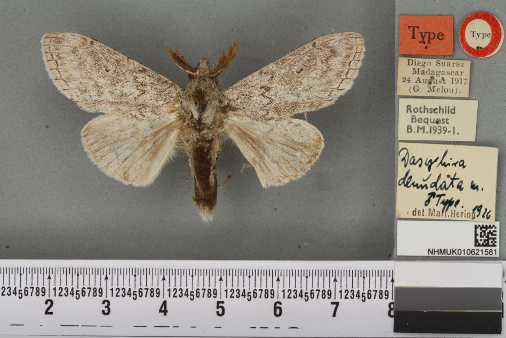 /filer/webapps/moths/media/images/D/denudata_Dasychira_HT_BMNH.jpg