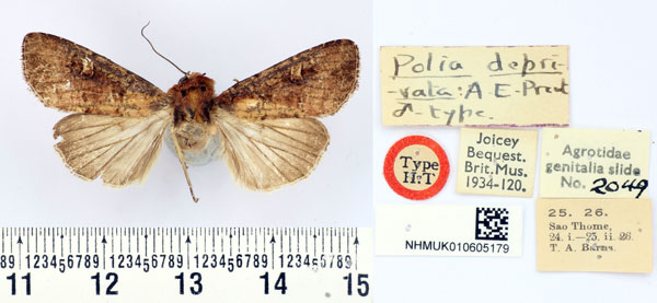 /filer/webapps/moths/media/images/D/deprivata_Polia_HT_BMNH.jpg
