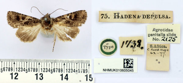/filer/webapps/moths/media/images/D/depulsa_Hadena_HT_BMNH.jpg