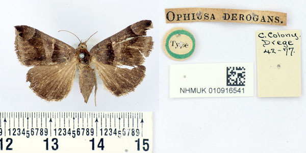 /filer/webapps/moths/media/images/D/derogans_Ophiusa_HT_BMNH.jpg