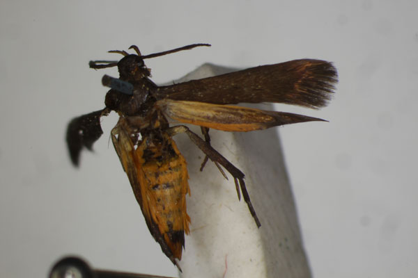 /filer/webapps/moths/media/images/D/derogatella_Eretmocera_HT_BMNH.jpg