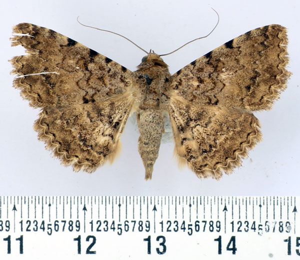 /filer/webapps/moths/media/images/D/determinata_Beriodesma_AM_BMNH.jpg