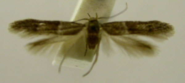 /filer/webapps/moths/media/images/D/determinata_Blastobasis_HT2552_TMSA_01.jpg