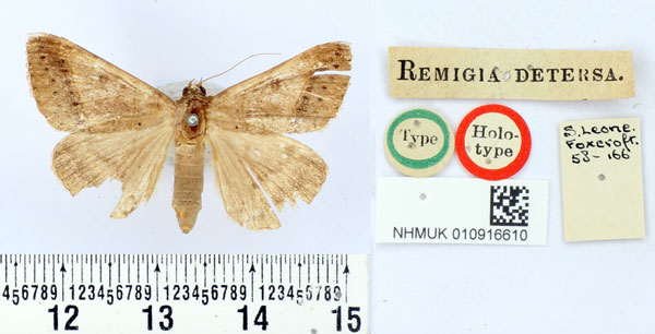 /filer/webapps/moths/media/images/D/detersa_Remigia_HT_BMNH.jpg