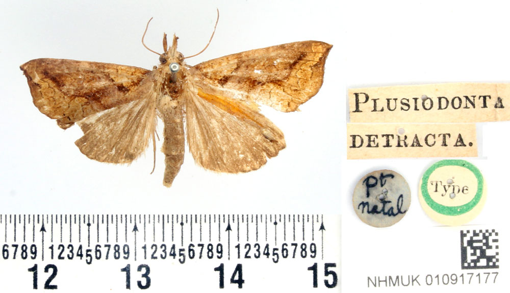/filer/webapps/moths/media/images/D/detracta_Plusiodonta_HT_BMNH.jpg