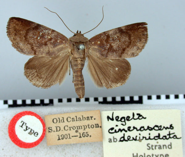 /filer/webapps/moths/media/images/D/deviridata_Negeta_HT_BMNH.jpg