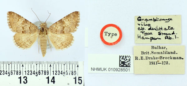 /filer/webapps/moths/media/images/D/devittata_Gnamptonyx_HT_BMNHa.jpg