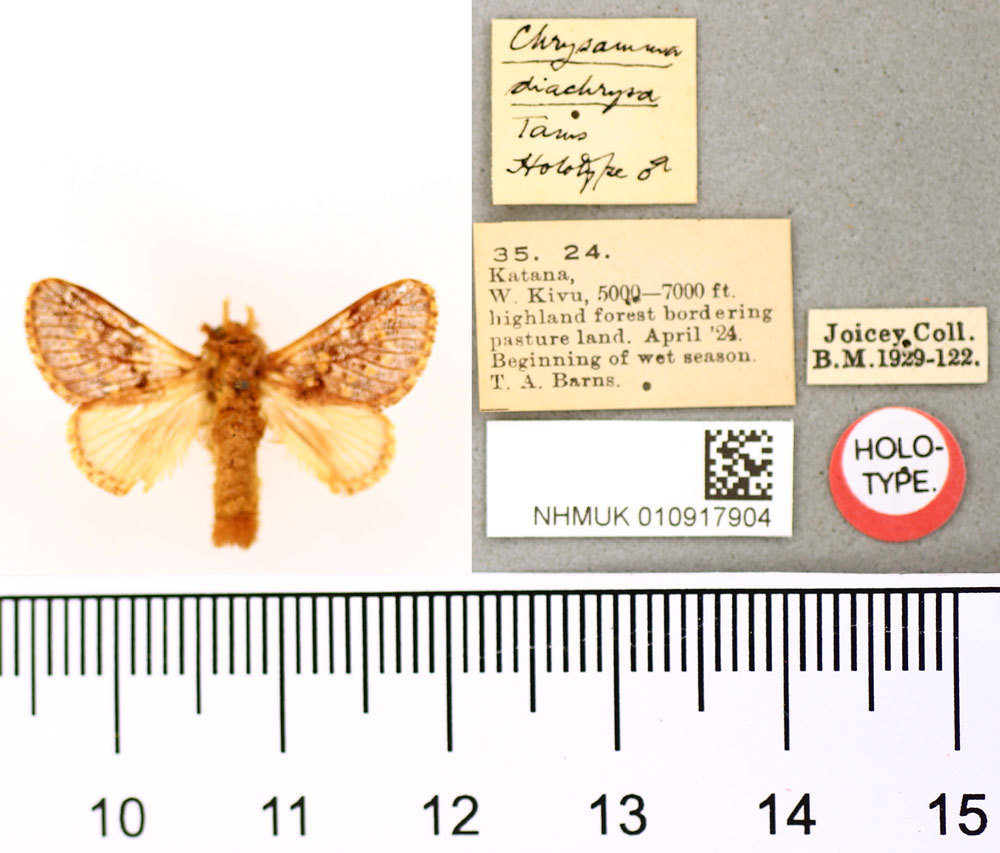 /filer/webapps/moths/media/images/D/diachrysa_Chrysamma_HT_BMNH.jpg