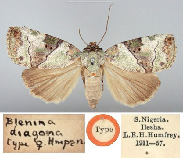 /filer/webapps/moths/media/images/D/diagona_Blenina_HT_BMNH.jpg