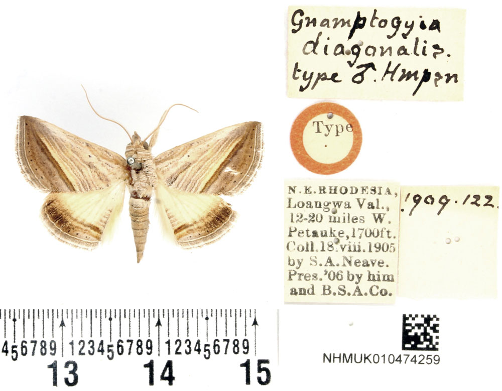 /filer/webapps/moths/media/images/D/diagonalis_Gnamptogyia_HT_BMNH.jpg