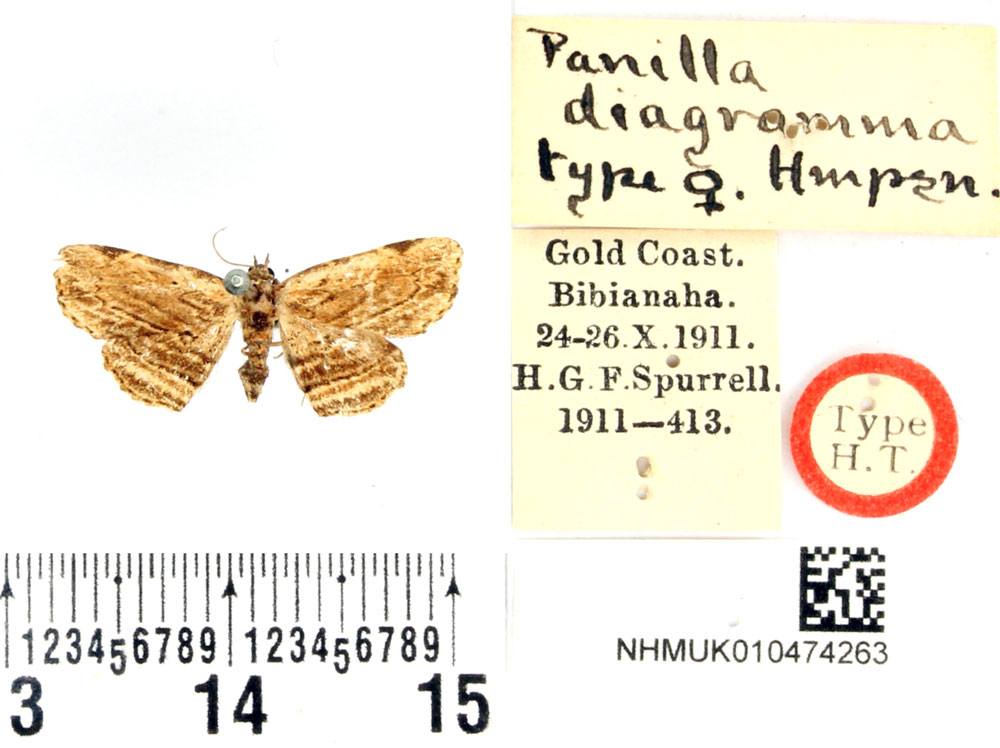 /filer/webapps/moths/media/images/D/diagramma_Panilla_HT_BMNH.jpg