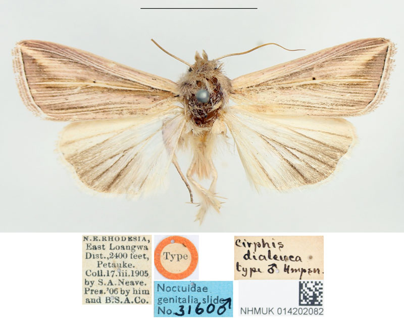 /filer/webapps/moths/media/images/D/dialeuca_Cirphis_HT_BMNH.jpg