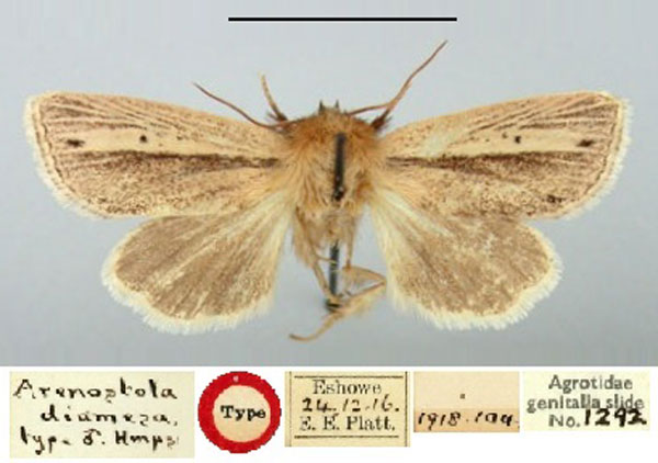 /filer/webapps/moths/media/images/D/diamesa_Arenostola_HT_BMNH.jpg