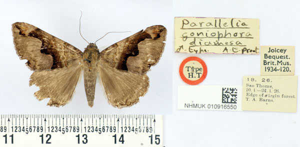 /filer/webapps/moths/media/images/D/diamesa_Parallelia_HT_BMNH.jpg