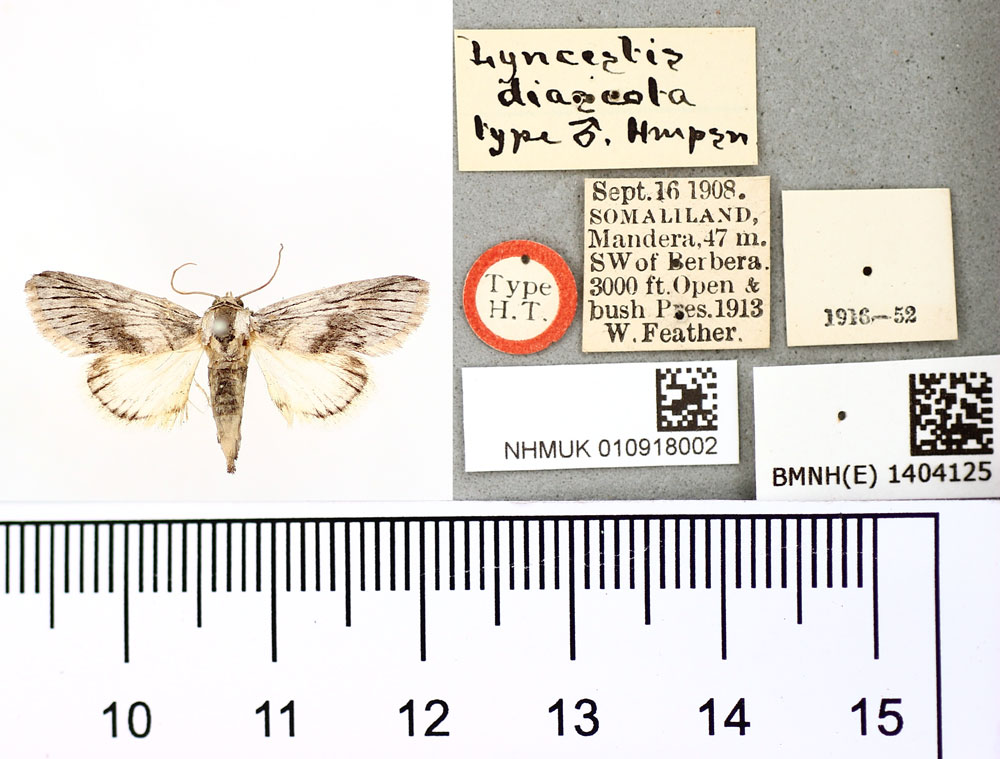/filer/webapps/moths/media/images/D/diascota_Lyncestis_HT_BMNH.jpg