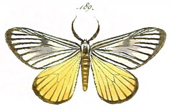 /filer/webapps/moths/media/images/D/dichroaria_Geometra_HT_HS-189.jpg