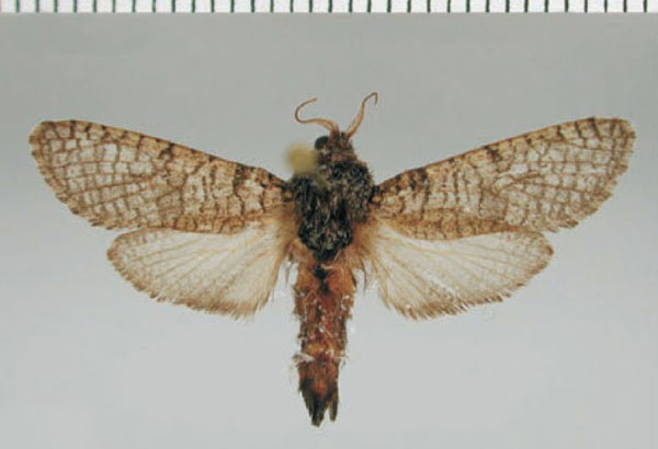 /filer/webapps/moths/media/images/D/dictyotephra_Aethalopteryx_AM_ZMHB.jpg