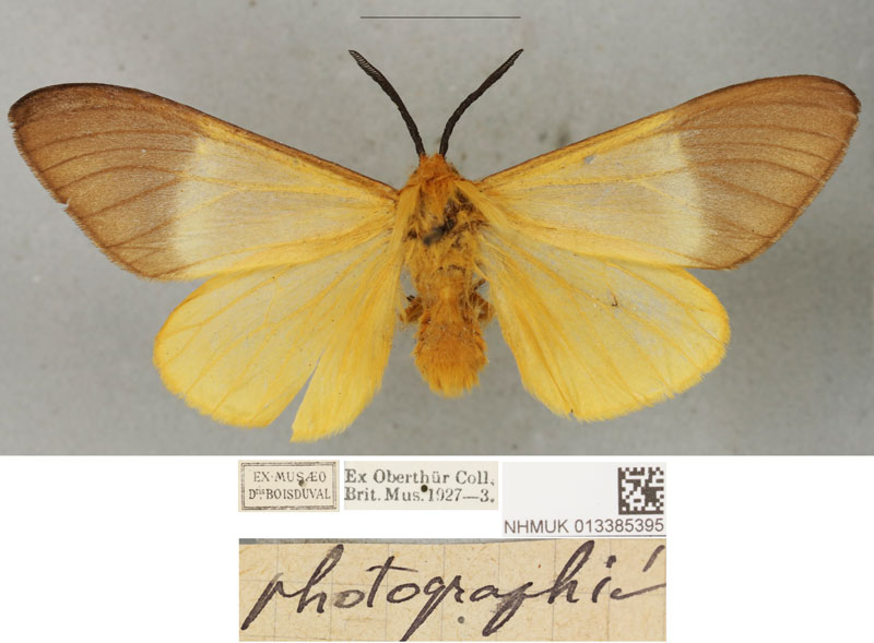 /filer/webapps/moths/media/images/D/diego_Bombyx_PLTM_BMNH_01.jpg