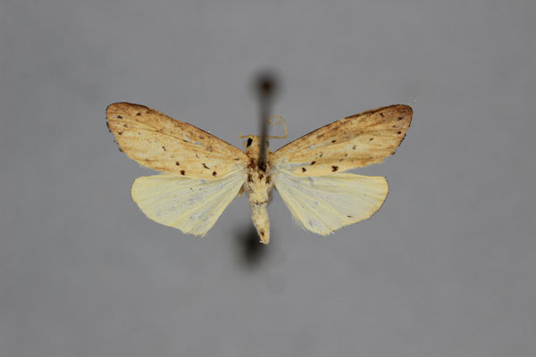 /filer/webapps/moths/media/images/D/diegoi_Exilisia_HT_BMNH.jpg