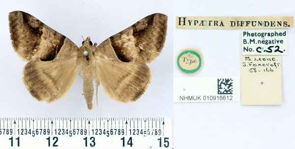 /filer/webapps/moths/media/images/D/diffundens_Hypaetra_HT_BMNH.jpg