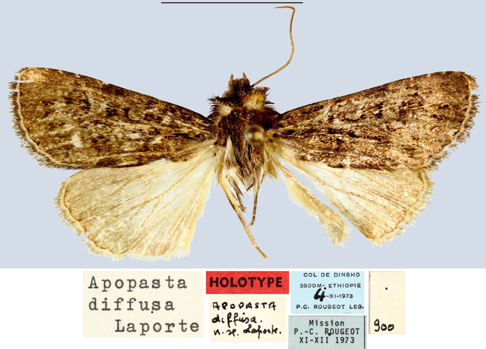 /filer/webapps/moths/media/images/D/diffusa_Apospasta_HT_MNHN.jpg