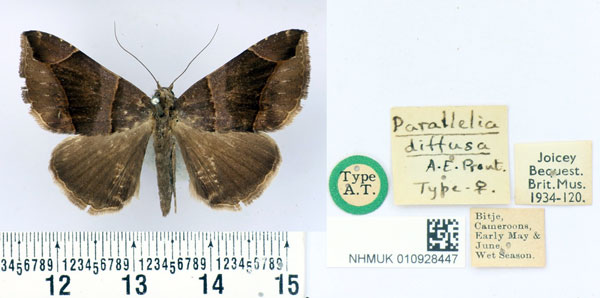 /filer/webapps/moths/media/images/D/diffusa_Parallelia_AT_BMNH.jpg