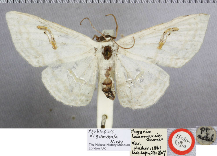 /filer/webapps/moths/media/images/D/digammata_Problepsis_HT_BMNH.jpg